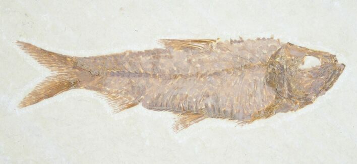 Knightia Fossil Fish - Wyoming #7546